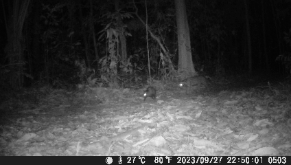 ocelot e opossum