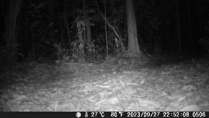 Ocelot e opossum nella foresta amazzonica. Foto: Fortunato Rayan, in Camerlenghi et al. (2025) Ecosphere 16, 6: e70322
