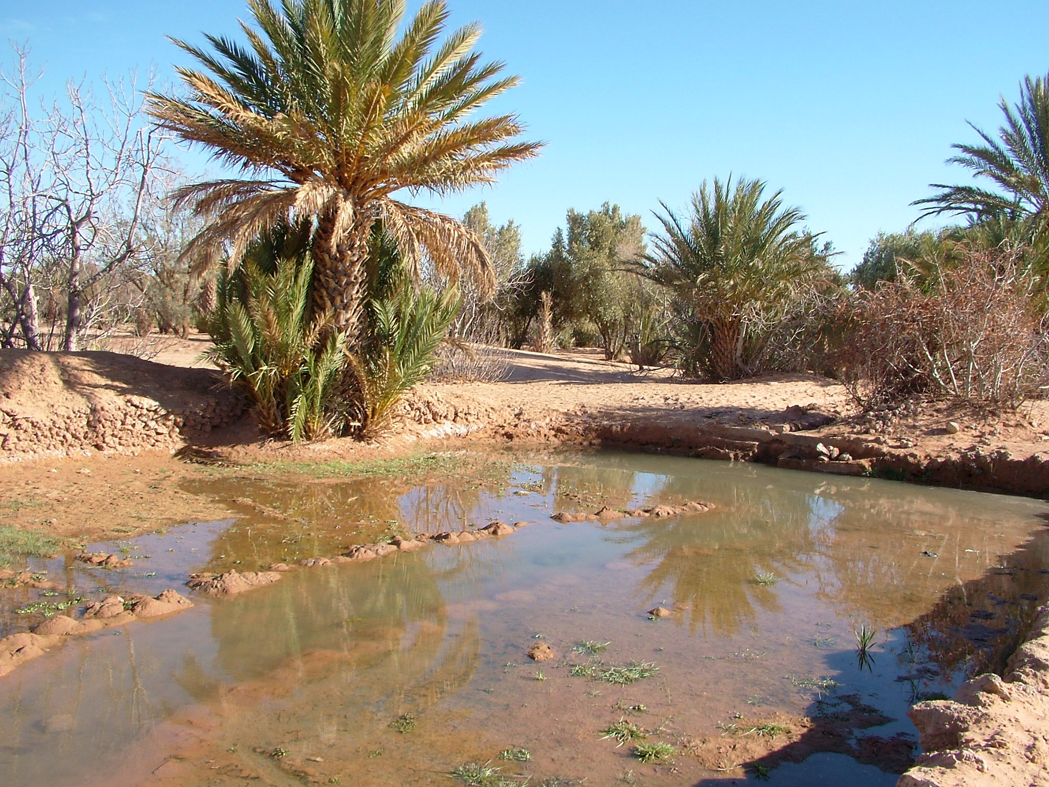 oasi di Ferkla, Marocco