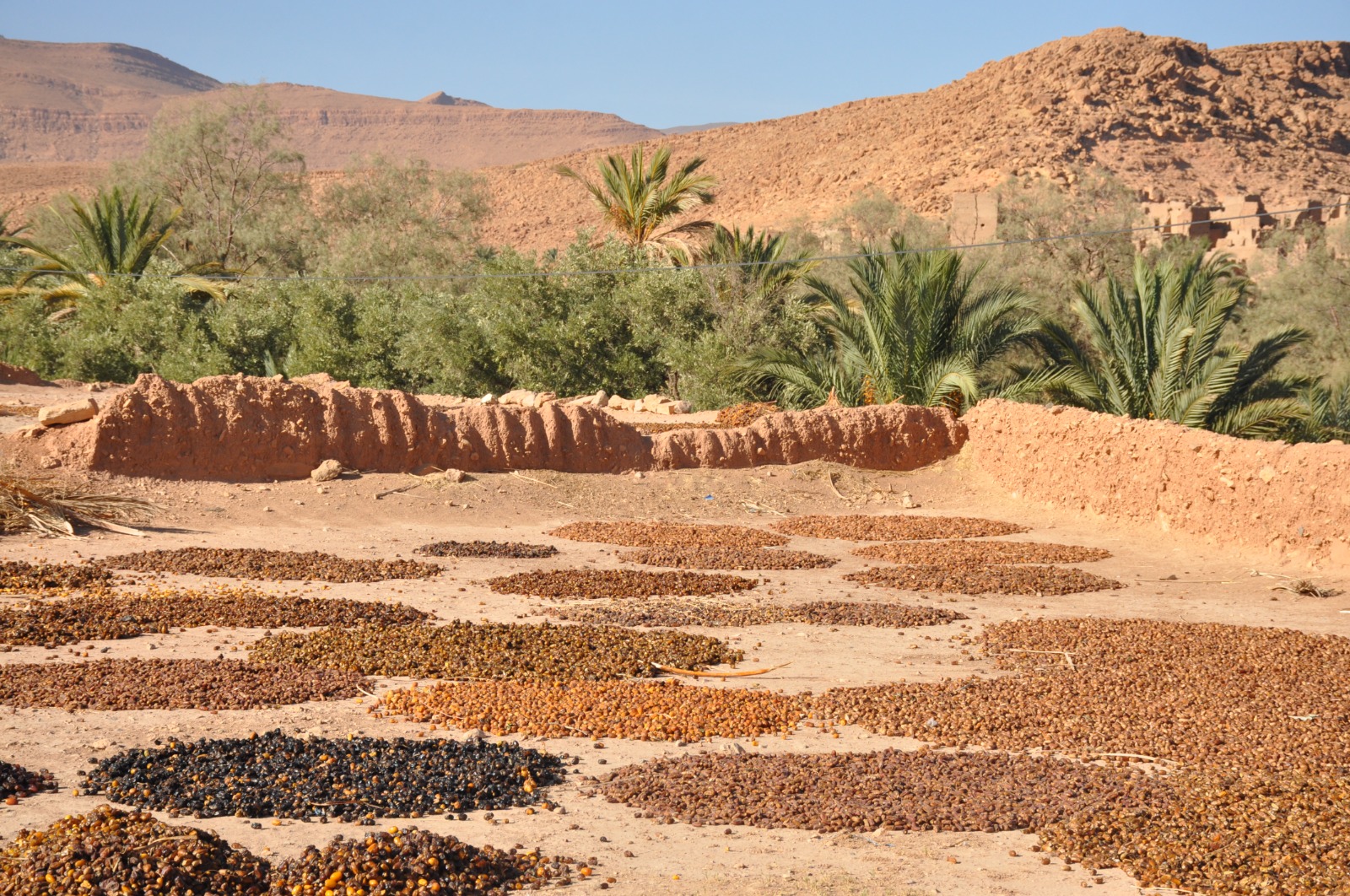 oasi di Ferkla, Marocco