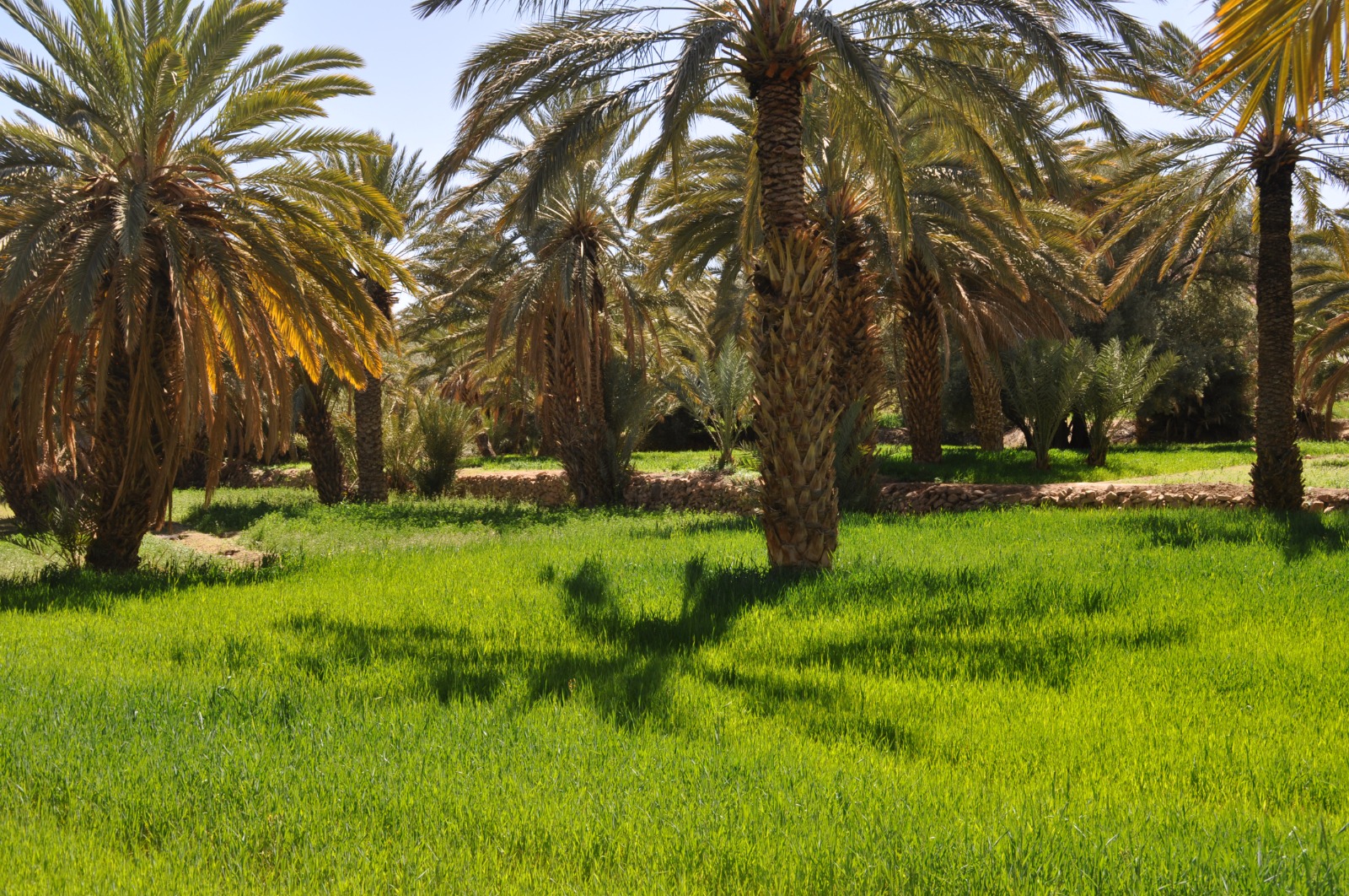 oasi di Ferkla, Marocco