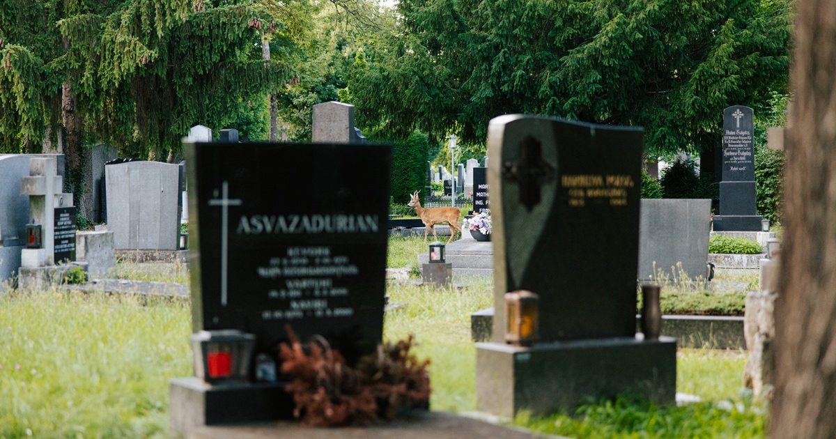 Un capriolo al Cimitero Centrale di Vienna (Immagine: © WienTourismus/Paul Bauer) Un capriolo al Cimitero Centrale di Vienna (Immagine: © WienTourismus/Paul Bauer)