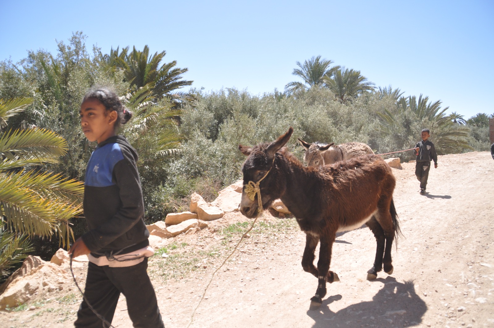 oasi di Ferkla, Marocco