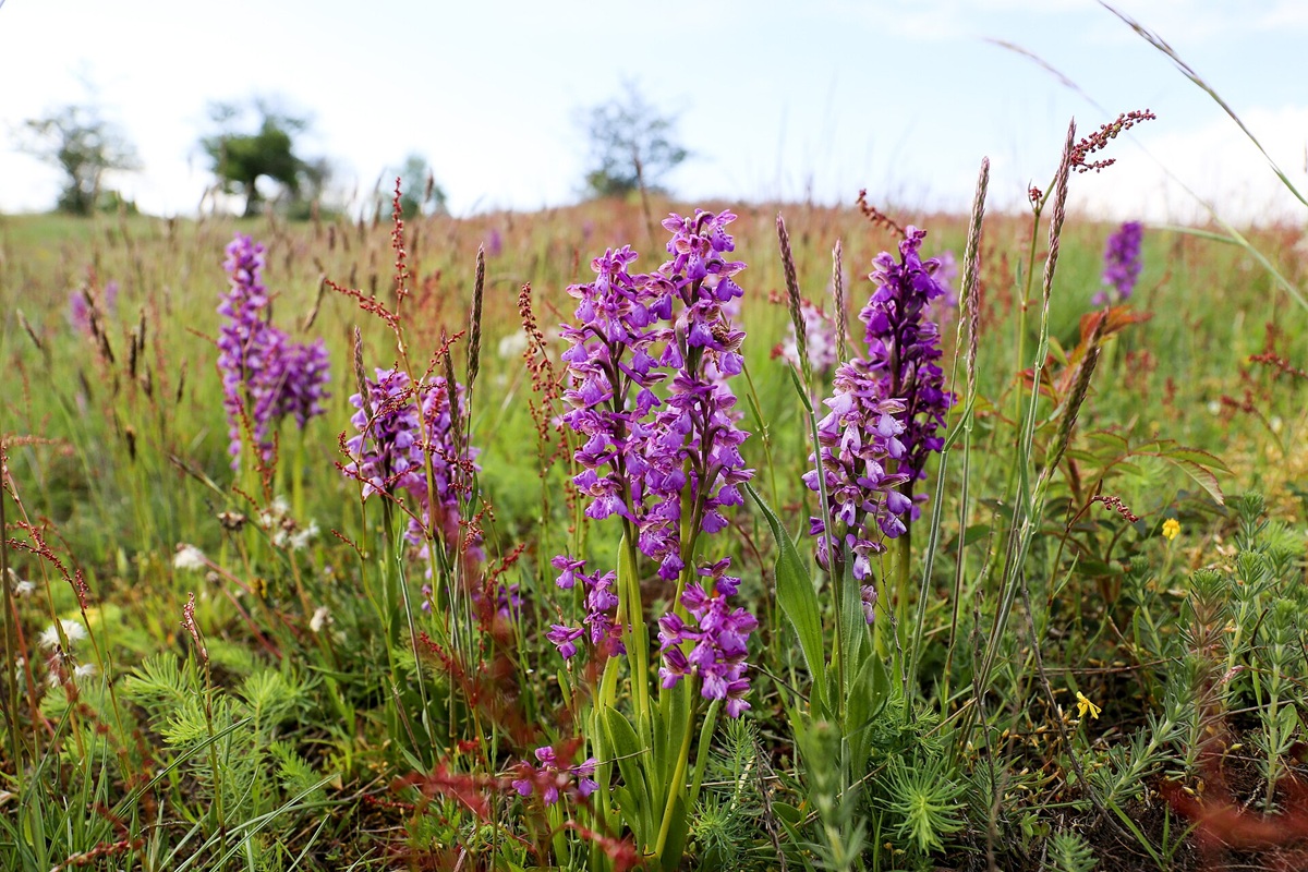 Orchidea minore (Anacamptis morio) Orchidea minore (Anacamptis morio)