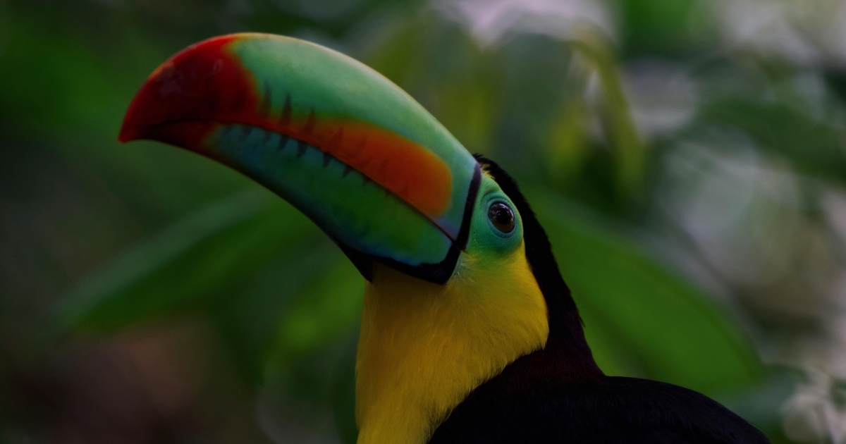 tucano tucano