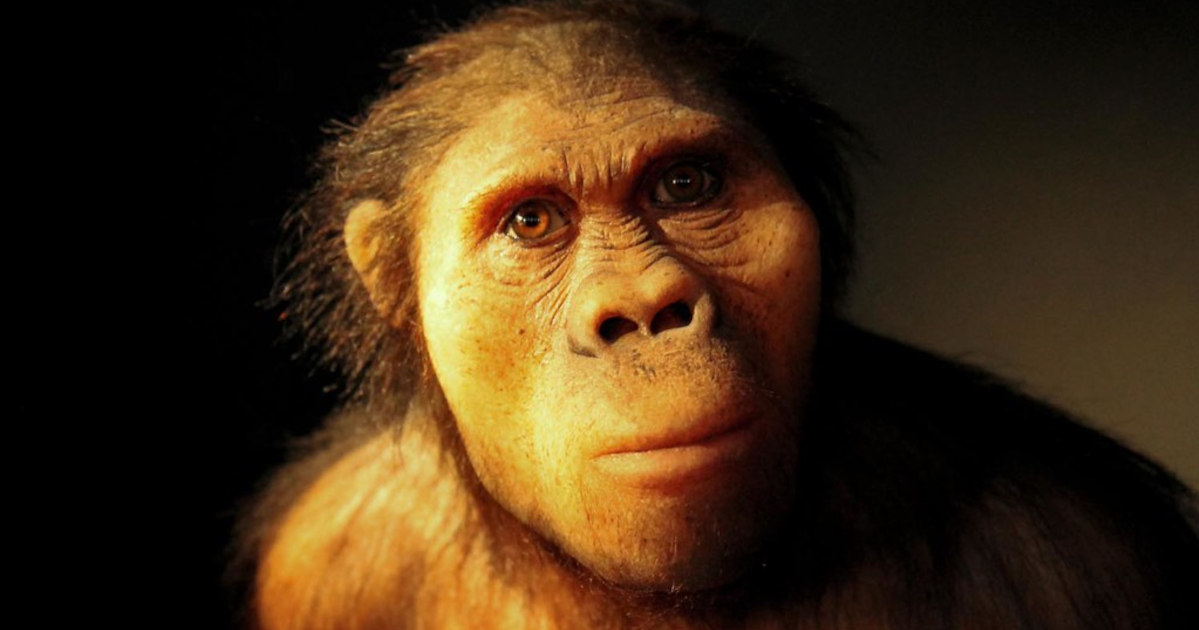 Australopithecus