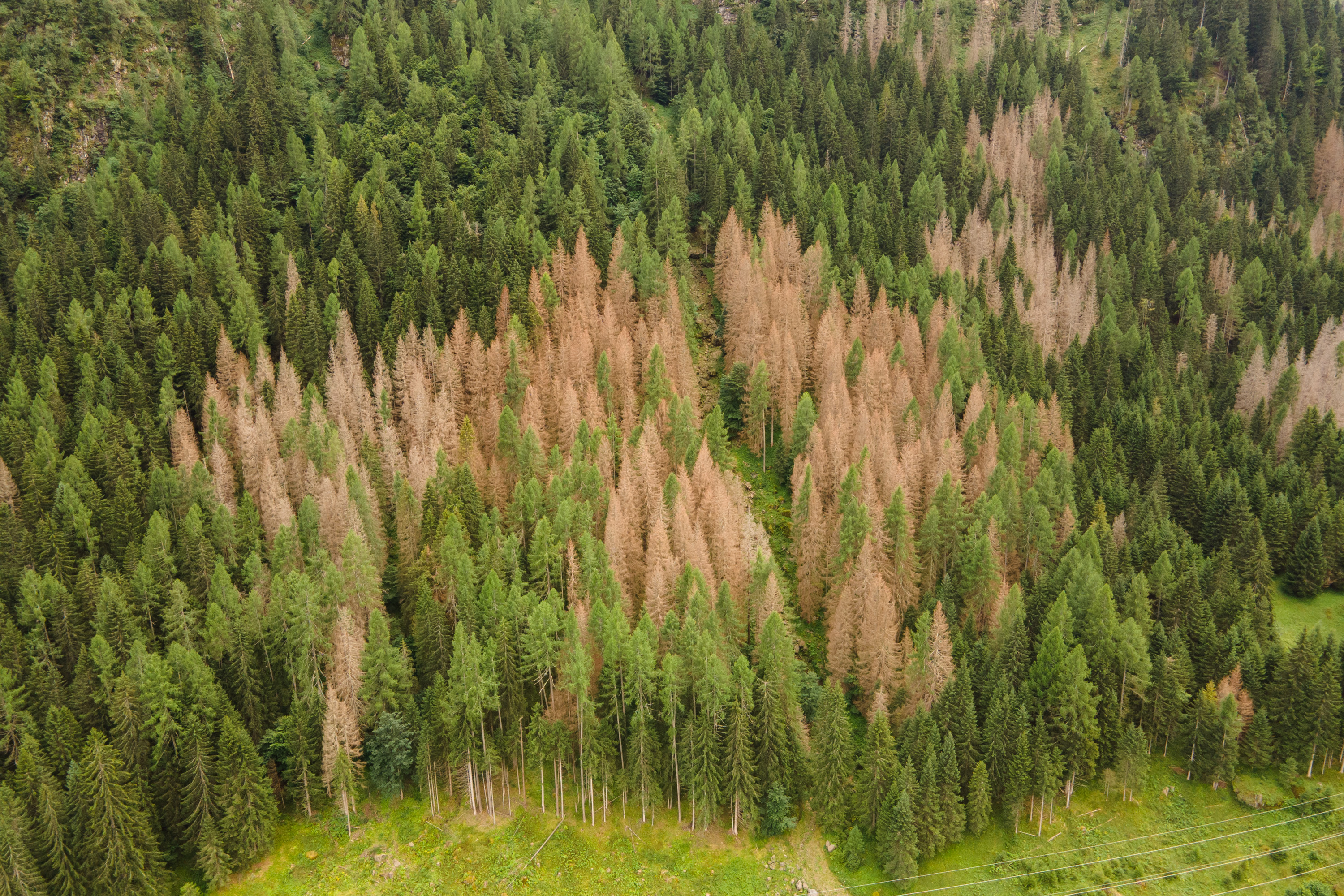 Foreste colpite dal bostrico