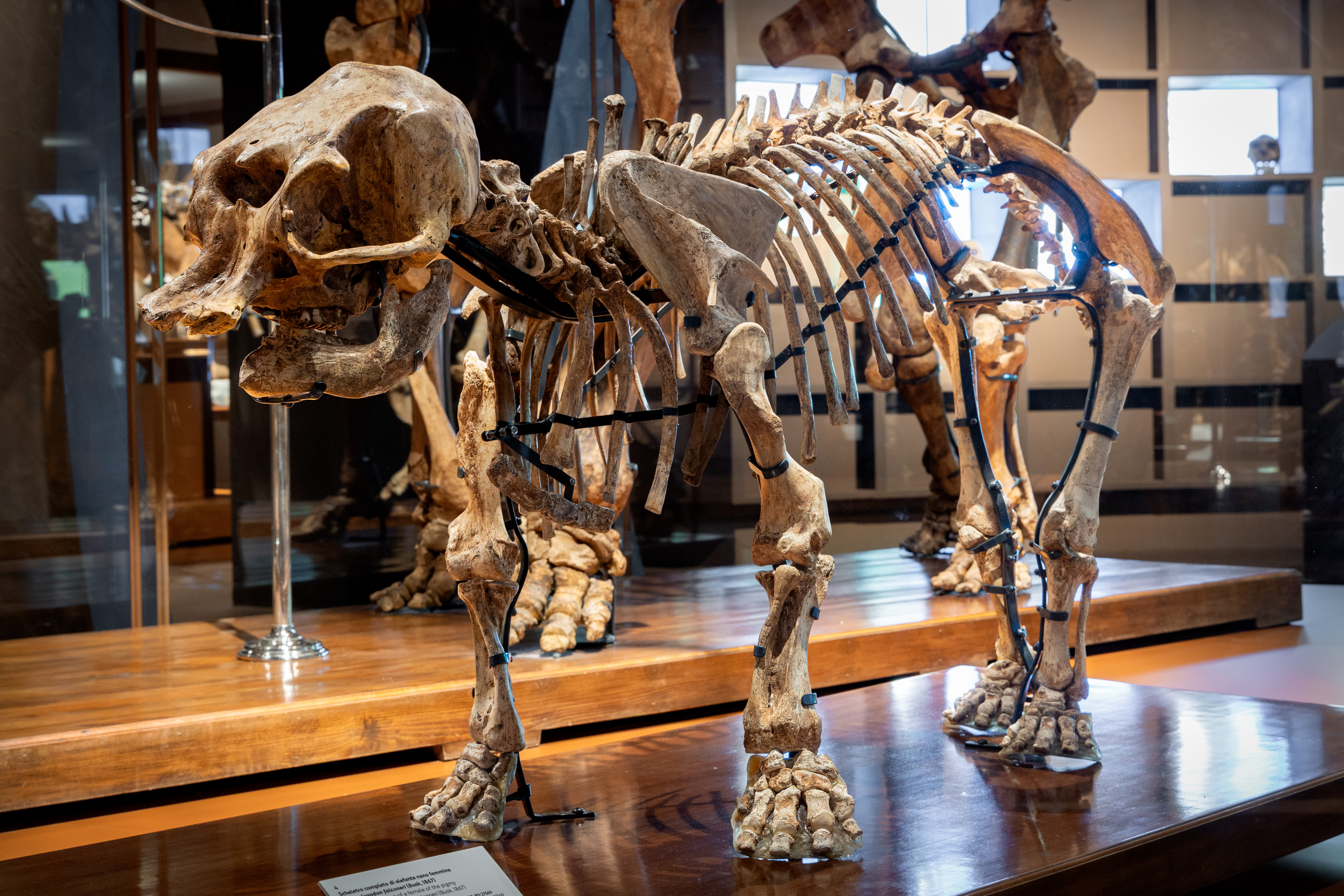 Elefante nano Palaeoloxodon falconeri