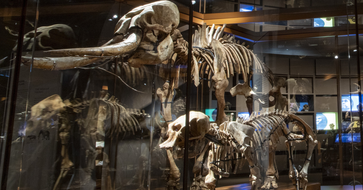 Elefanti nani Palaeoloxodon mnaidriensis e Palaeoloxodon falconeri