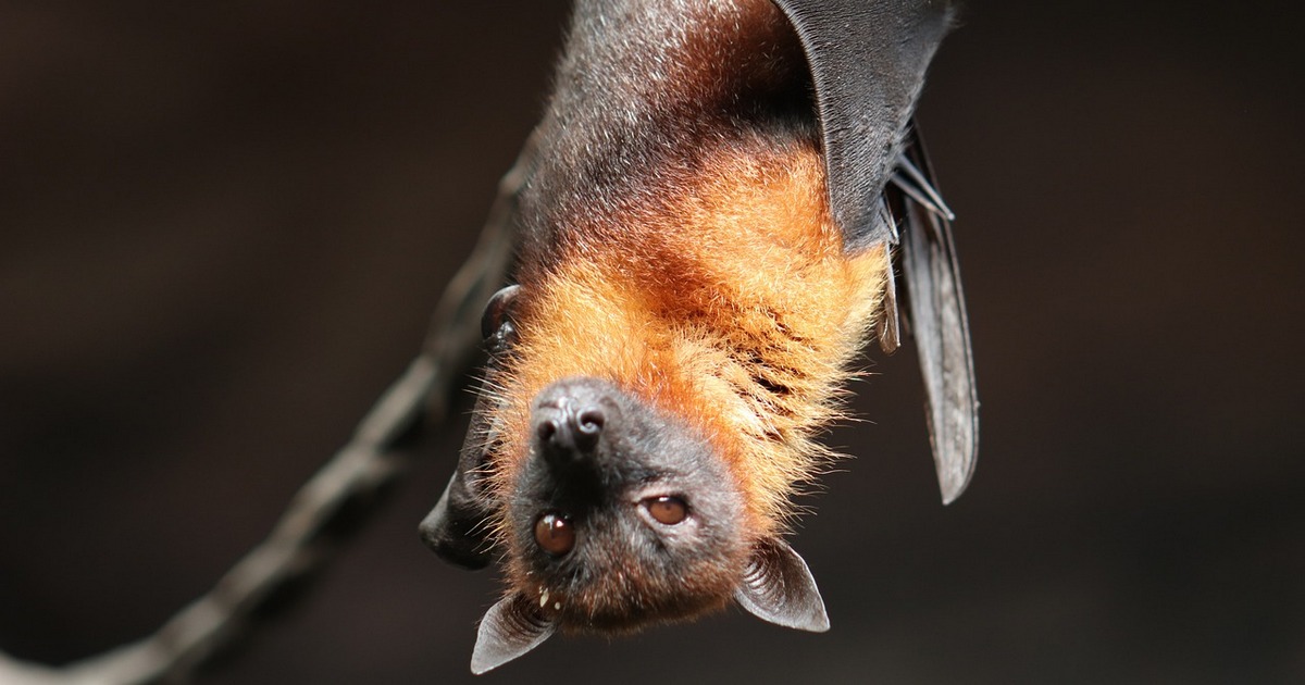 pipistrello appeso