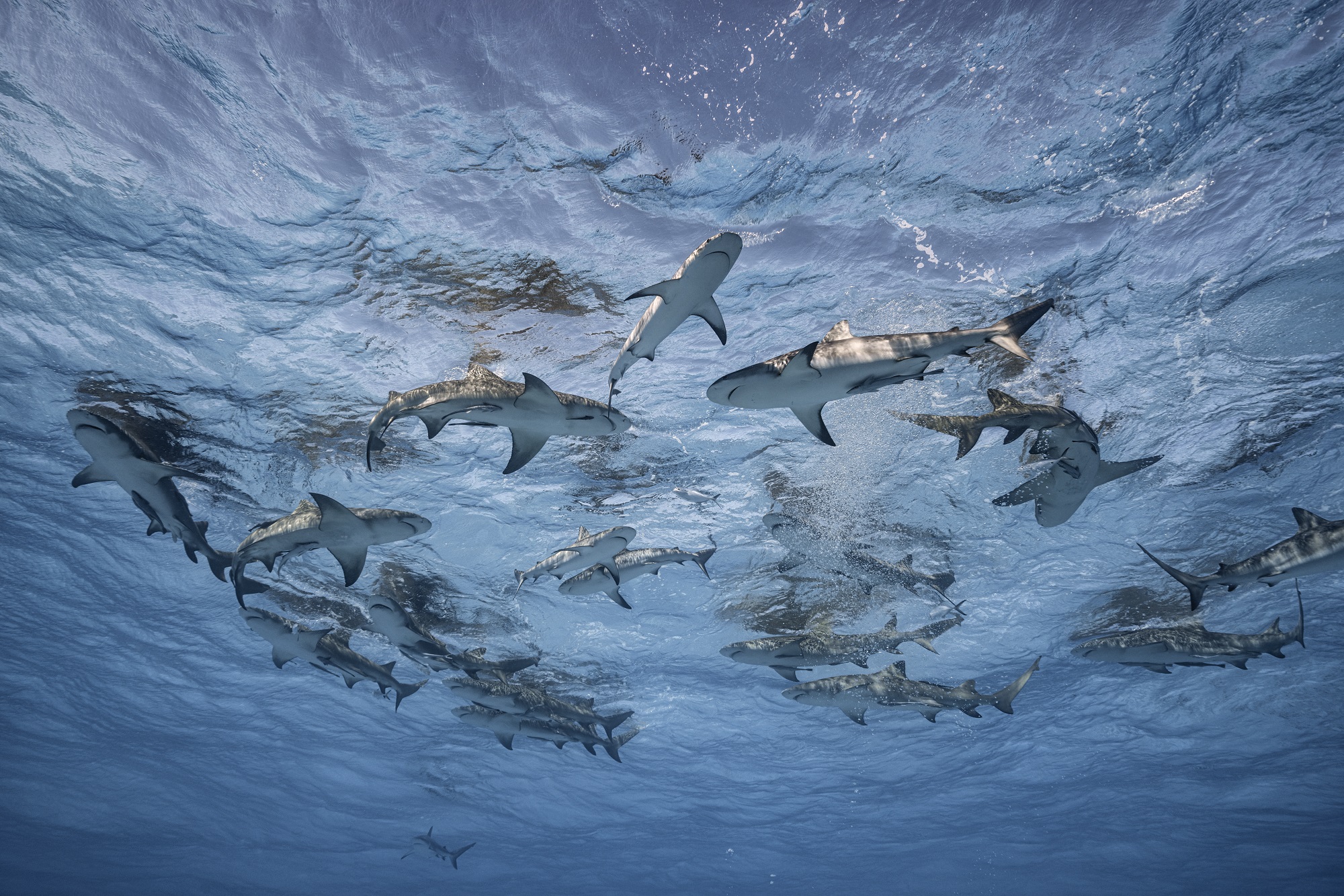 Grand Bahama, Bahamas 2019 ©Cristina Mittermeier