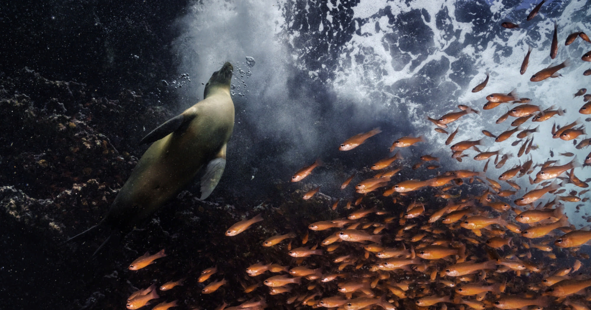 Cristina Mittermeier -Isole Galapagos, 2021