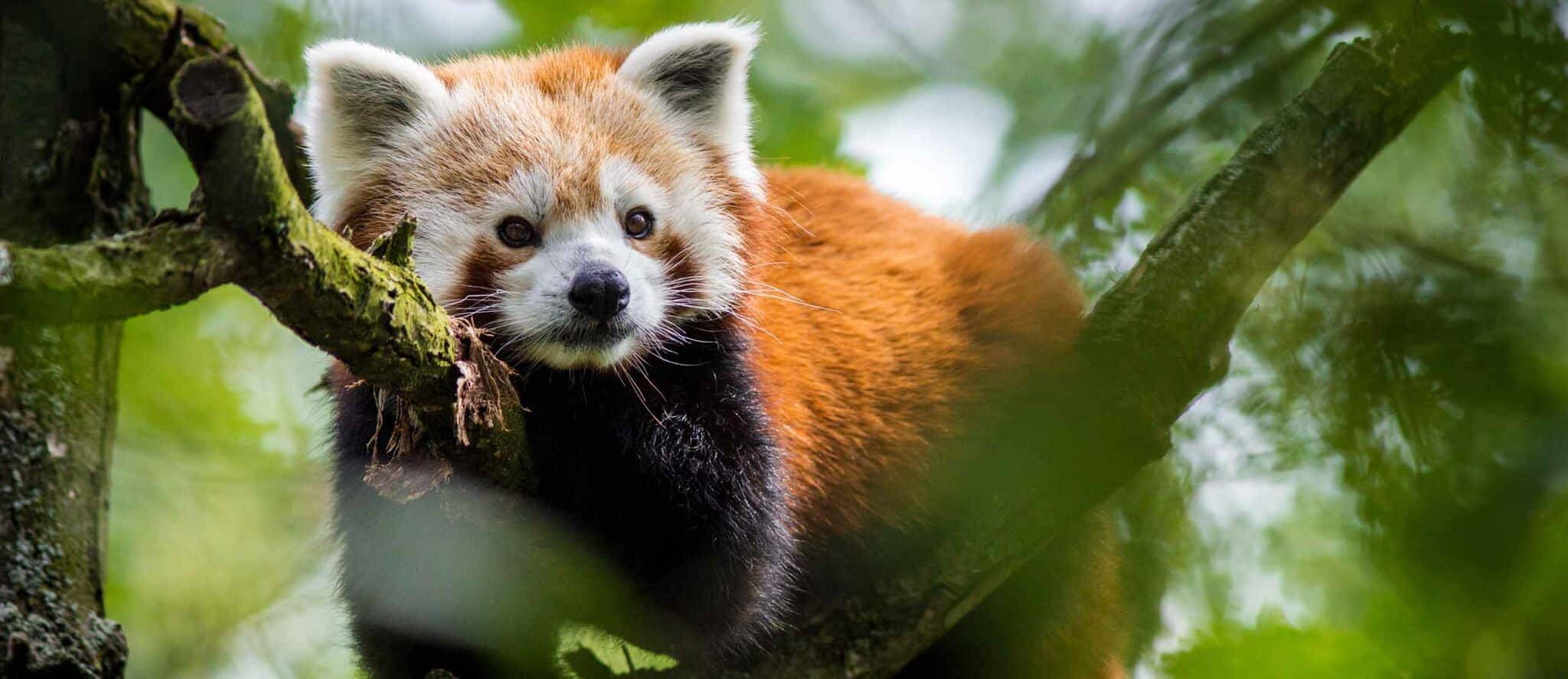 panda sull'albero