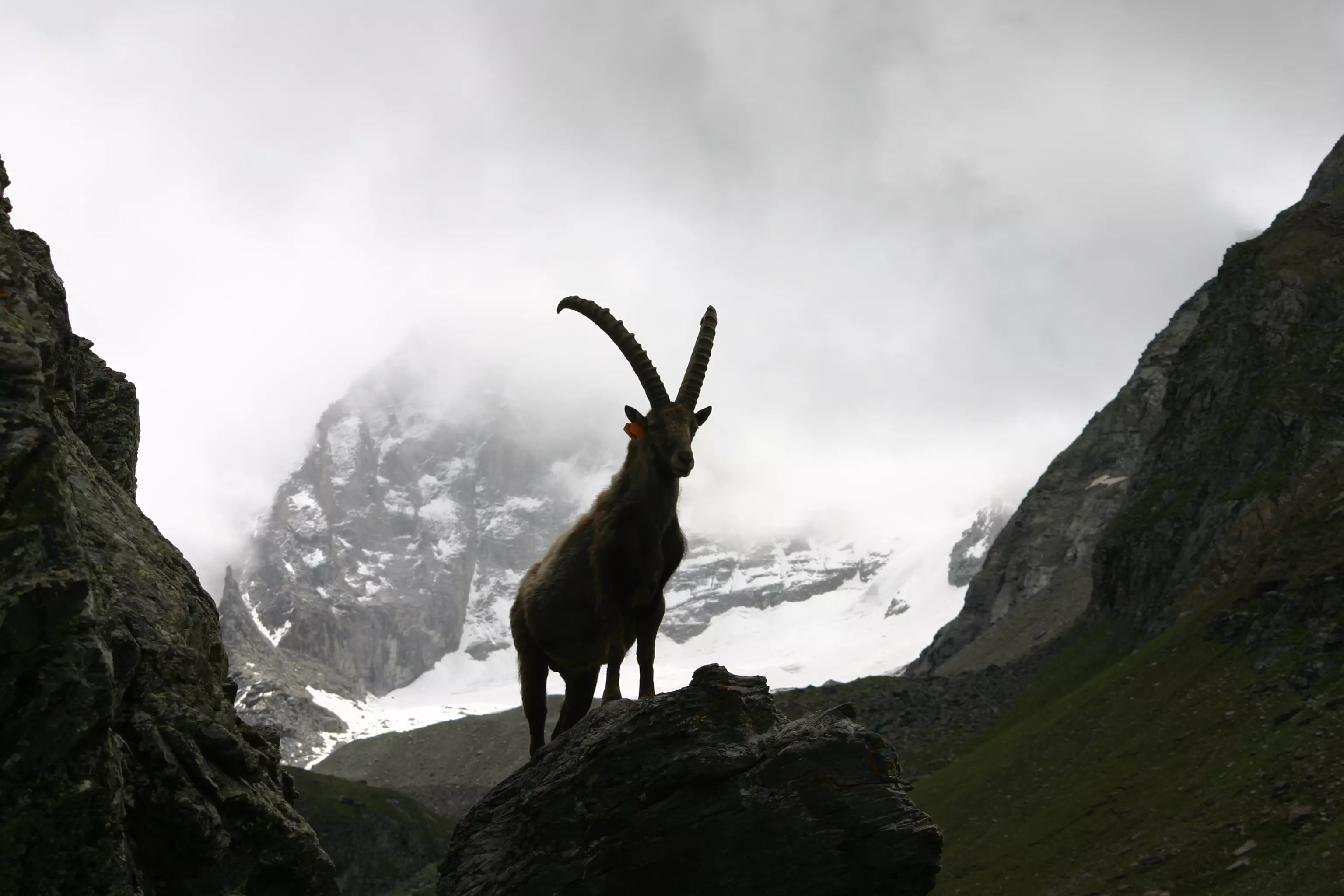 Parco Gran Paradiso Parco Gran Paradiso