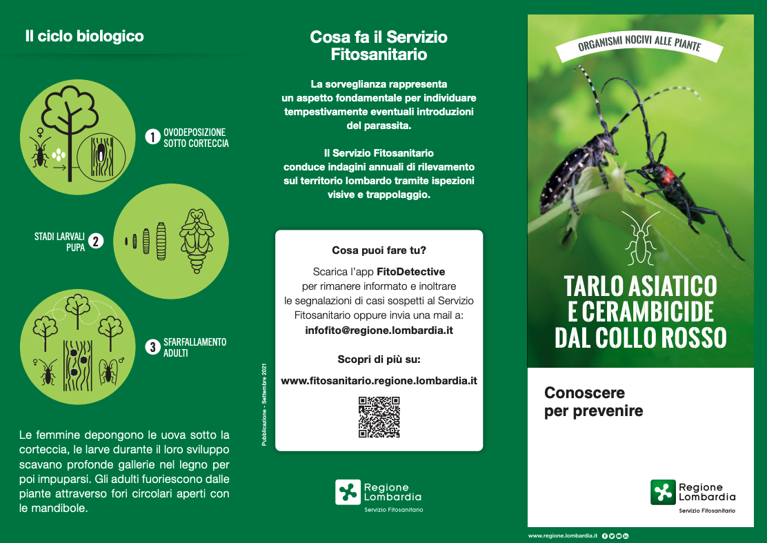 Lombardia tarlo asiatico