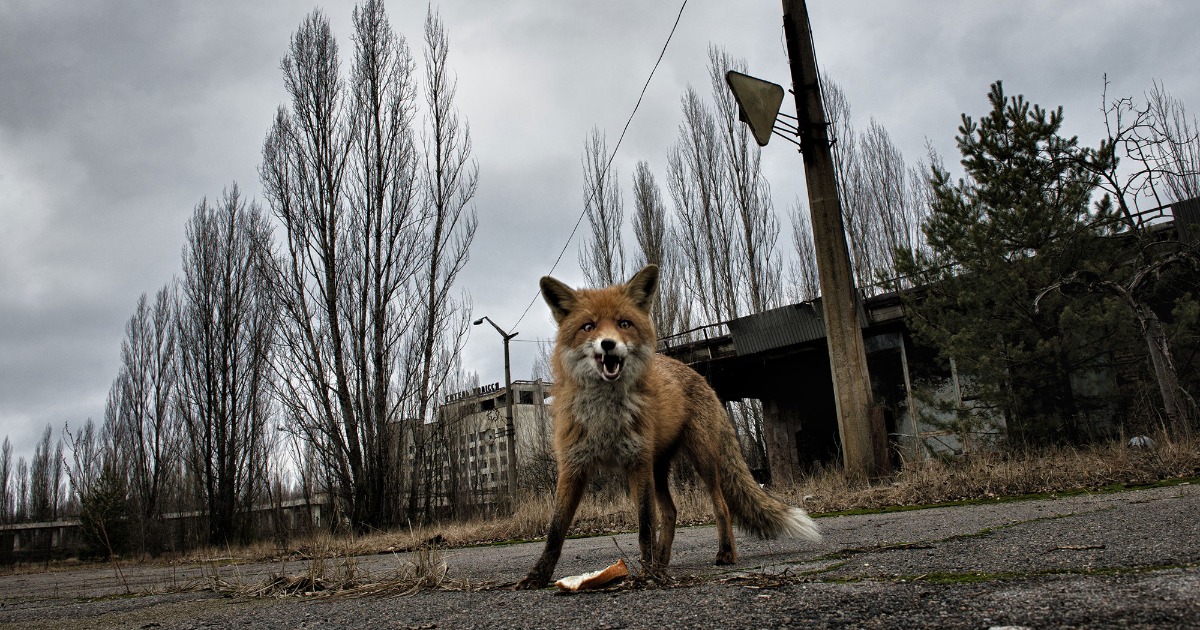 Volpe a Cheernobyl