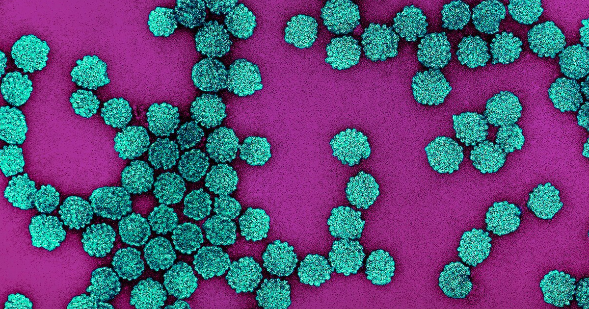 Particelle di HPV (C) NIAID