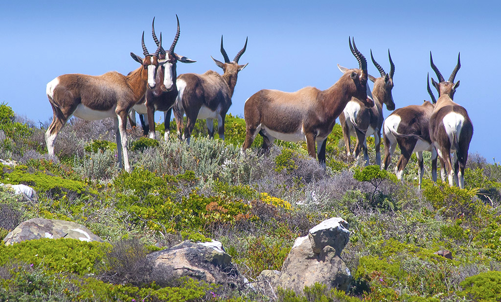 AntilopeBontebok_Damaliscus pygargus