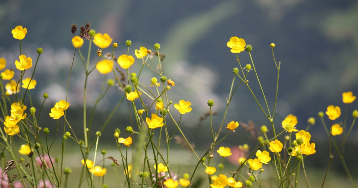 fiori di campo gialli in montagna