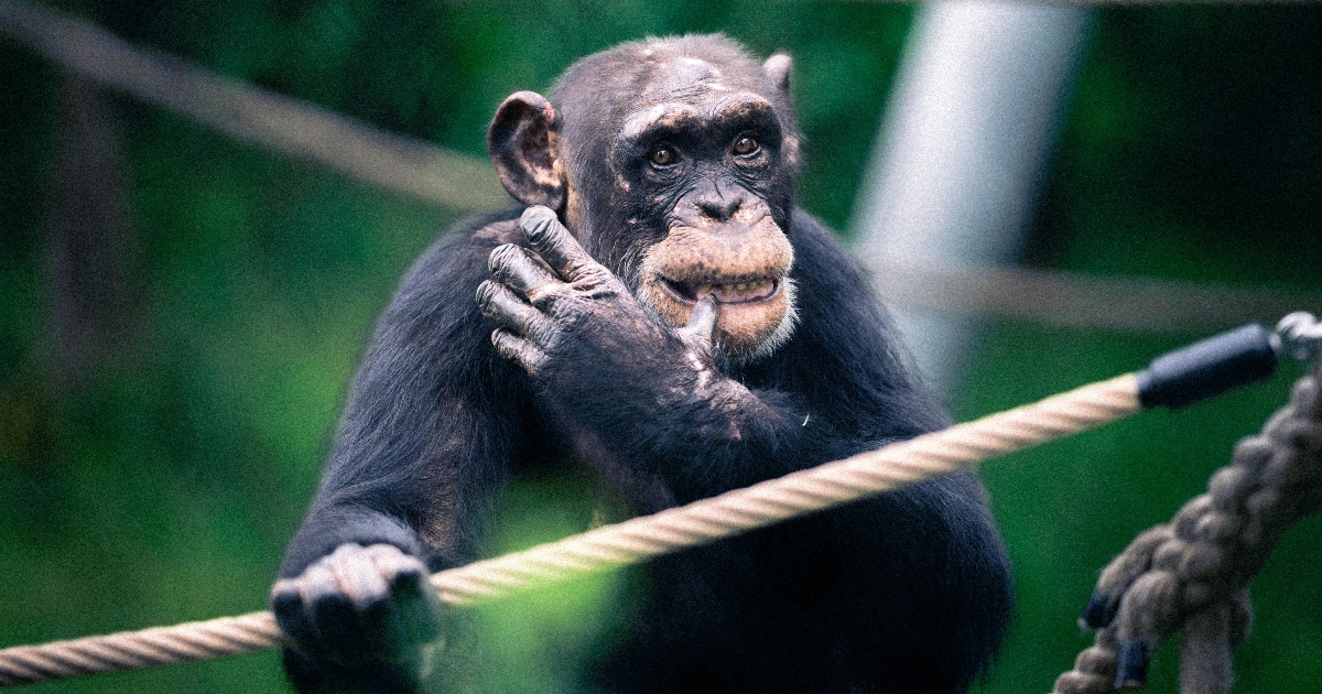 foto scimpanzè