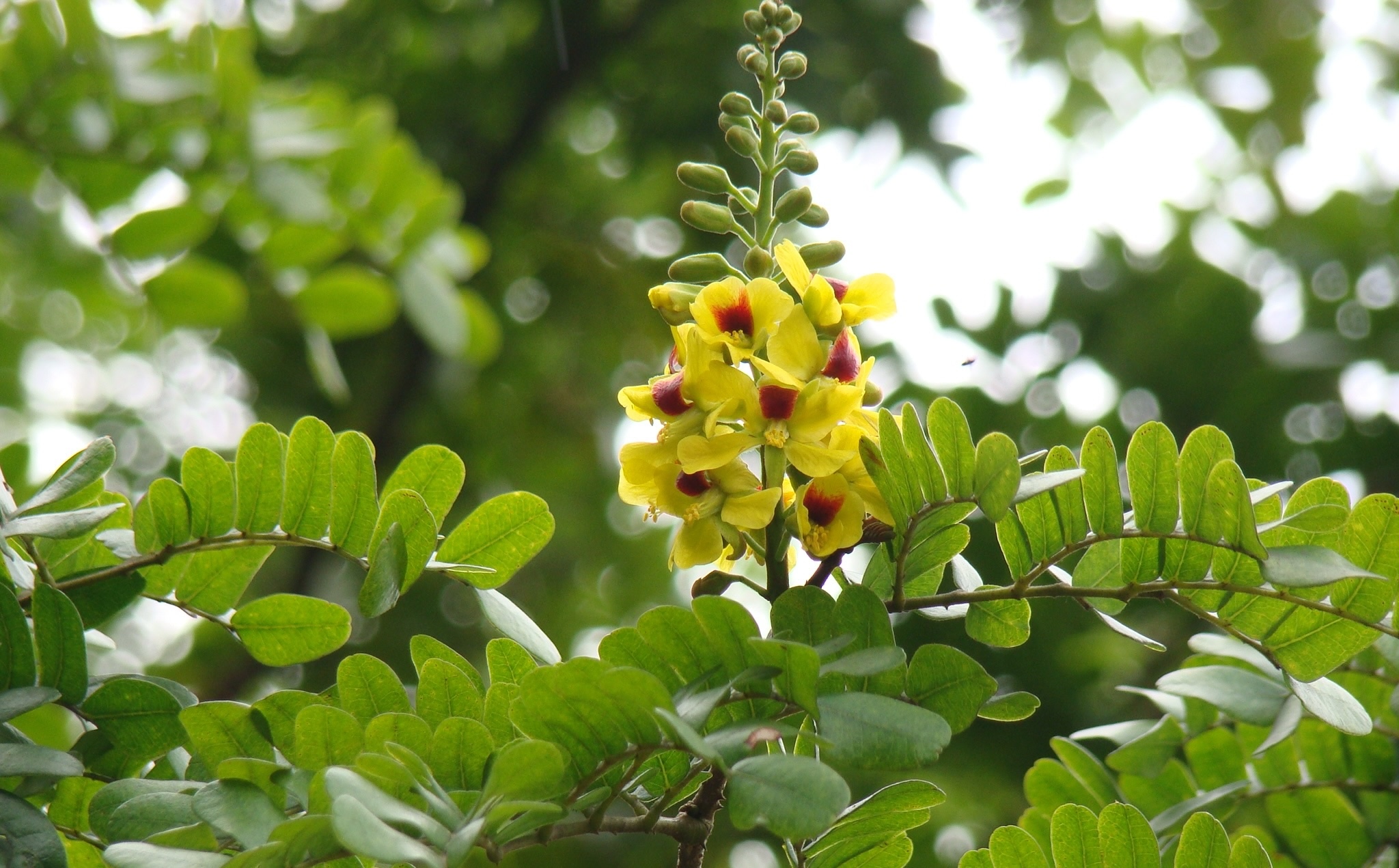 Pernambuco_Paubrasilia_echinata