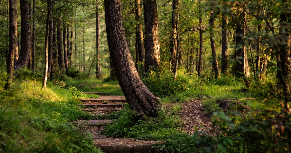 sentiero foresta alberi