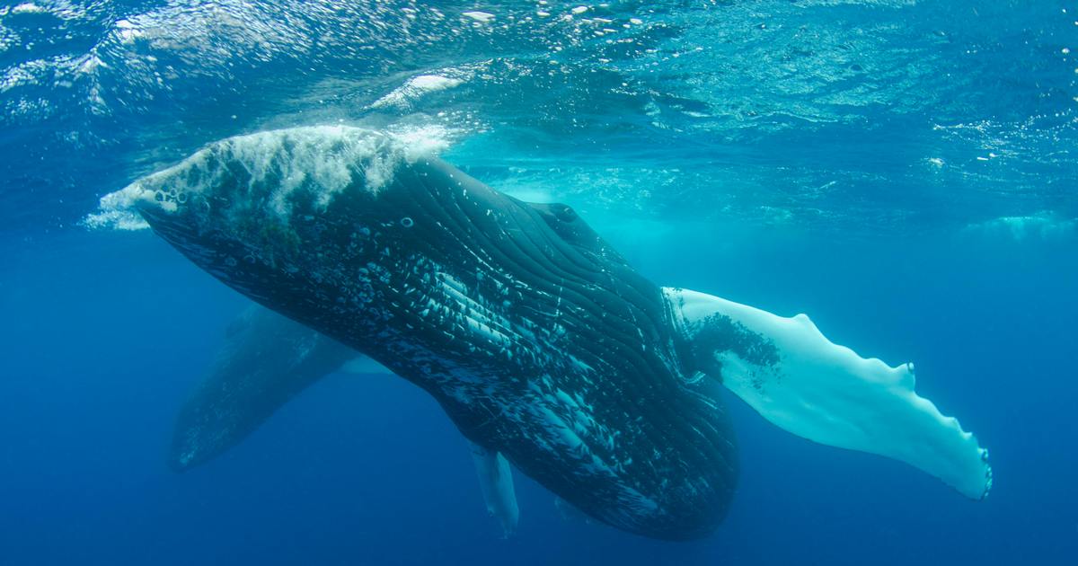 balena nel mare