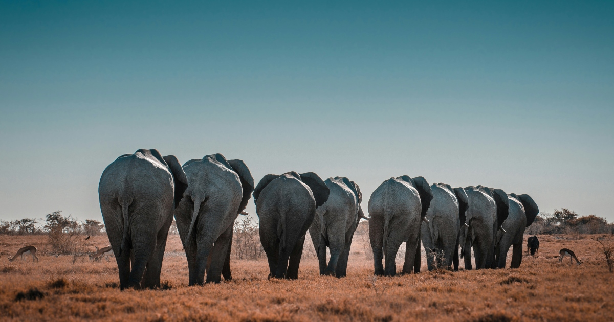 elefanti camminano nella savana