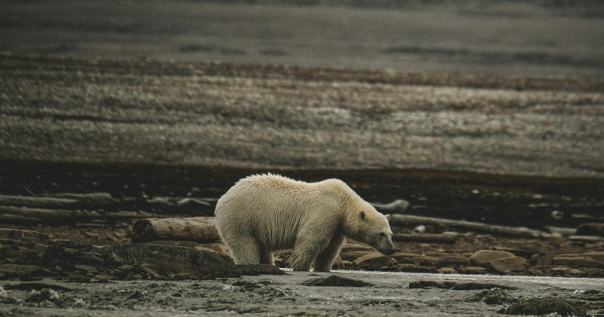 foto di un orso polare