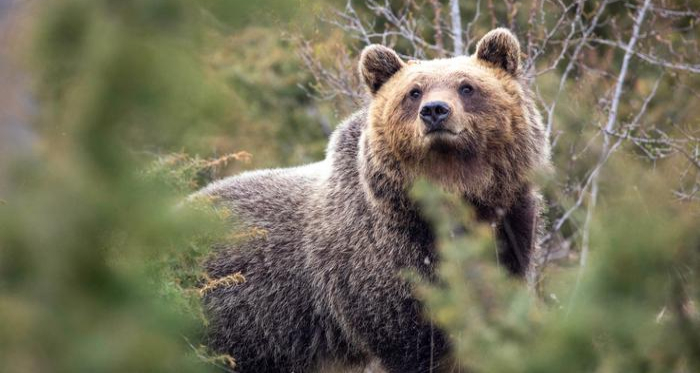 Orso bruno marsicano
