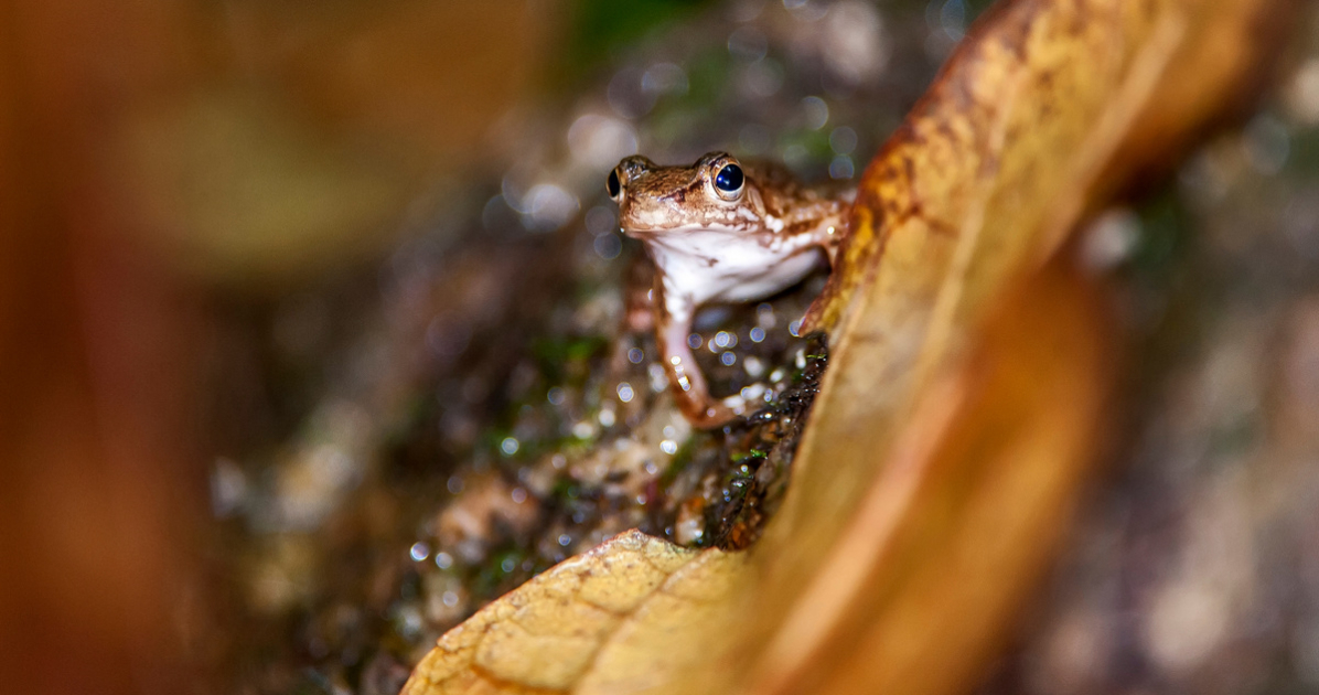 Crossodactylus schmidti