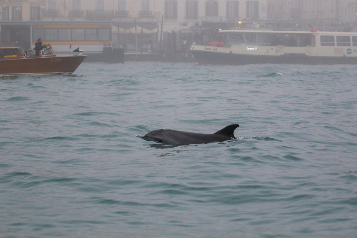 Foto: Marco Bonato, Università di Padova