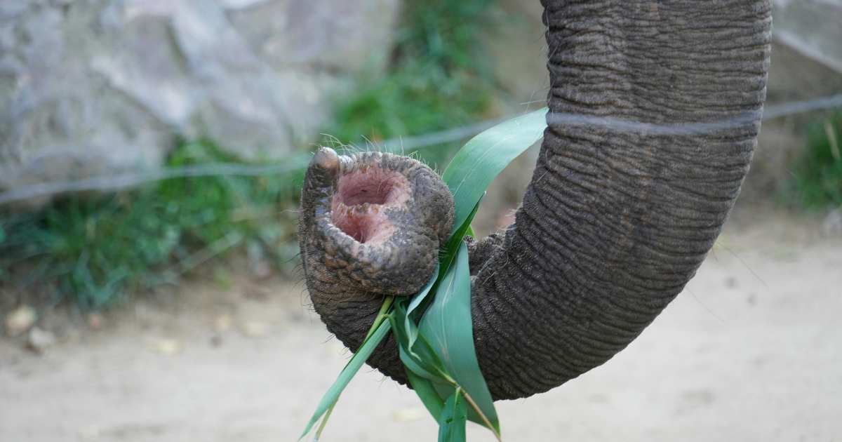 proboscide elefante