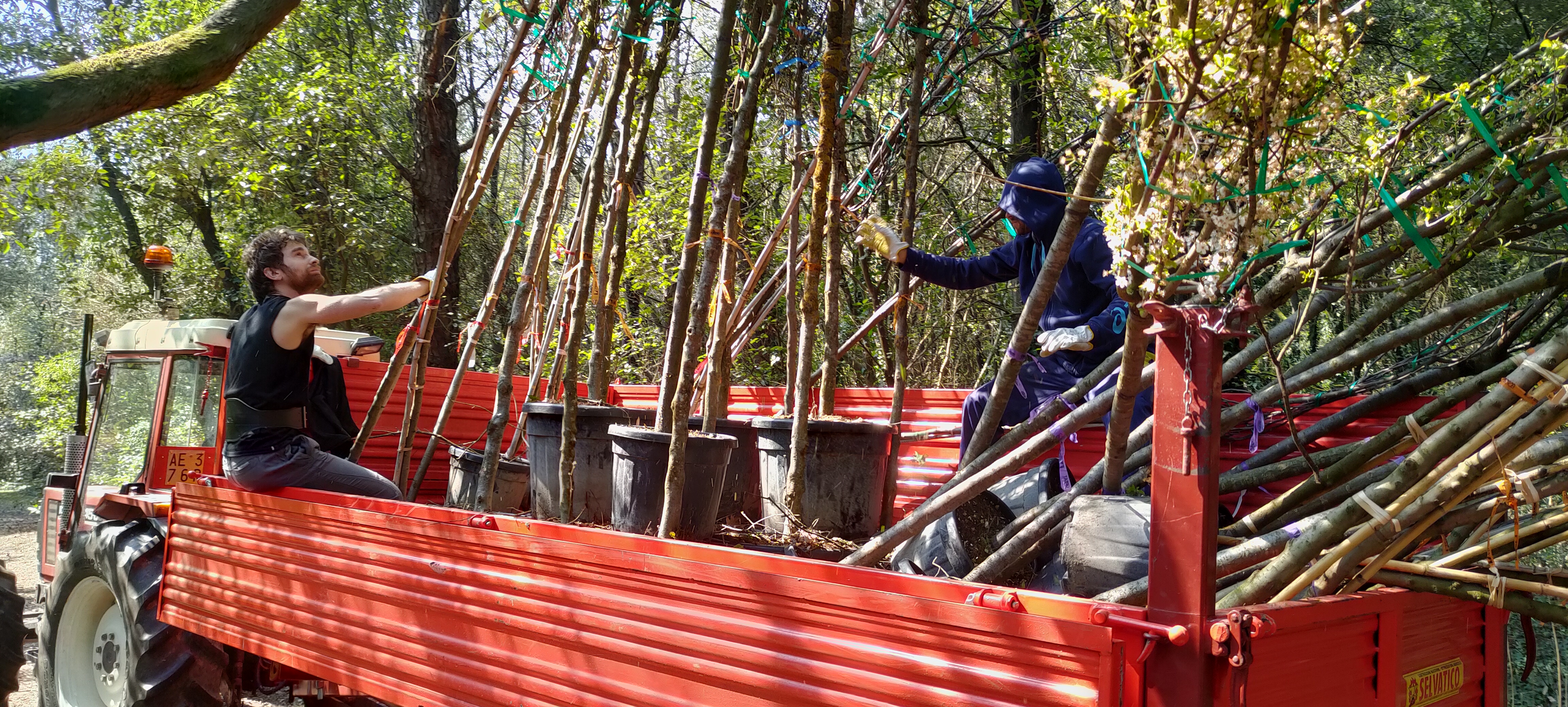 Three-dimensional gallery system reconstruction reveals more frequent intraspecific than interspecific interactions in ambrosia beetles