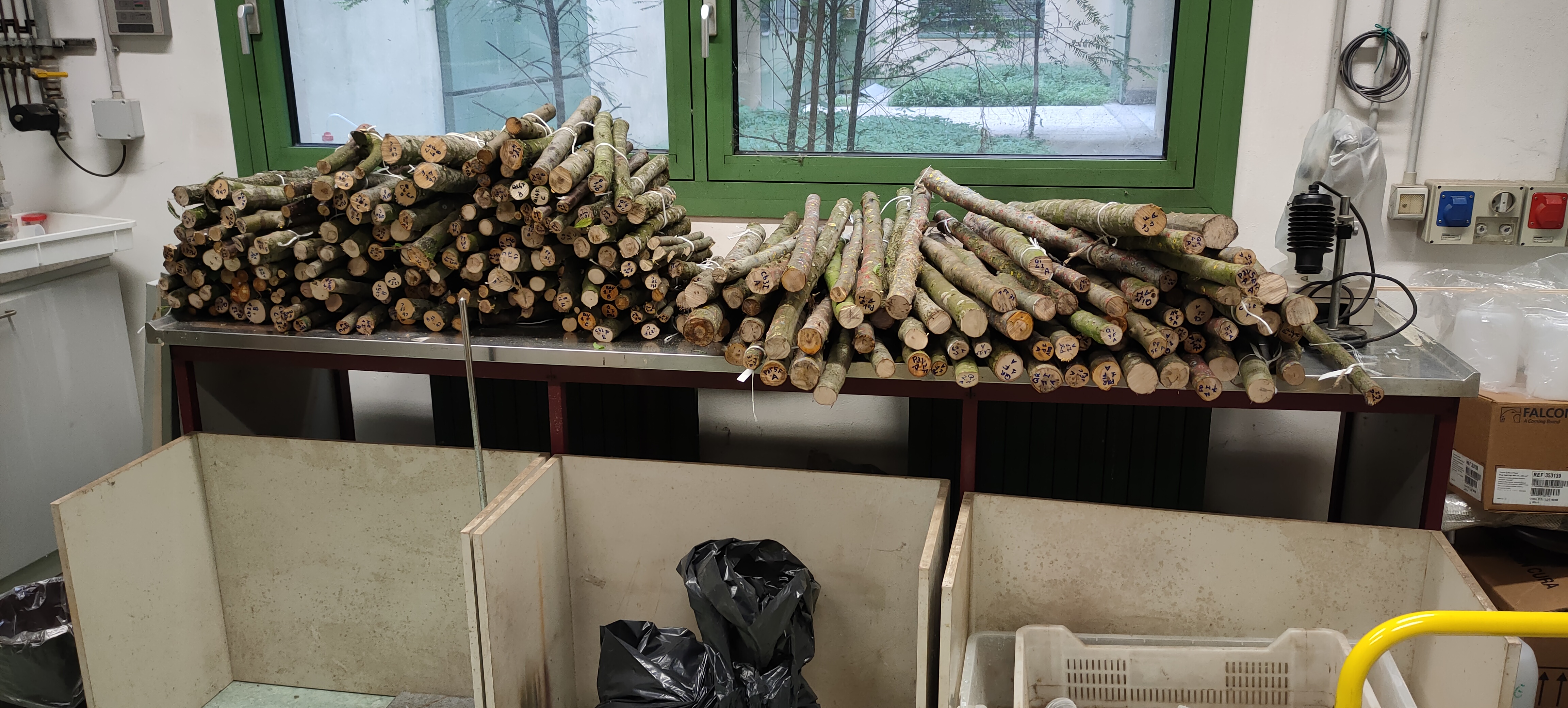 Three-dimensional gallery system reconstruction reveals more frequent intraspecific than interspecific interactions in ambrosia beetles