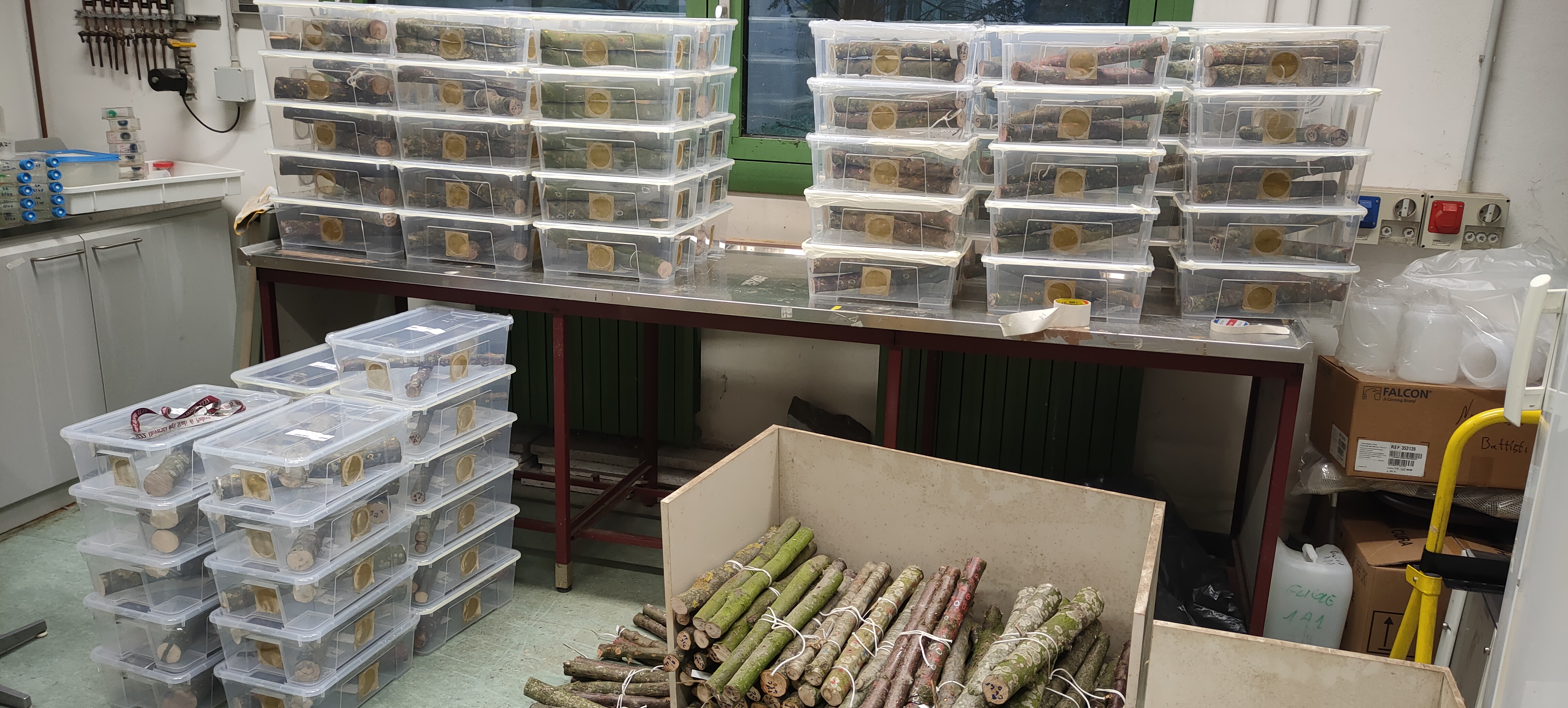 Three-dimensional gallery system reconstruction reveals more frequent intraspecific than interspecific interactions in ambrosia beetles