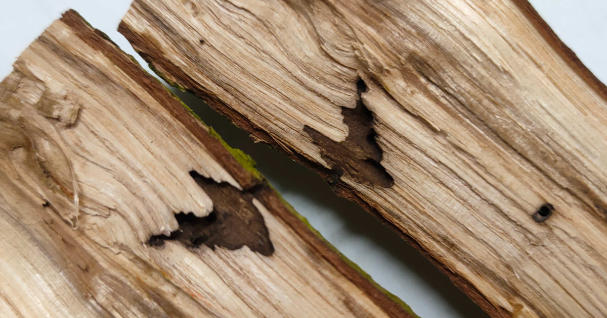 insetti del legno unipd gallerie