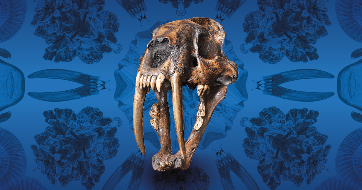 reperto di paleontologia