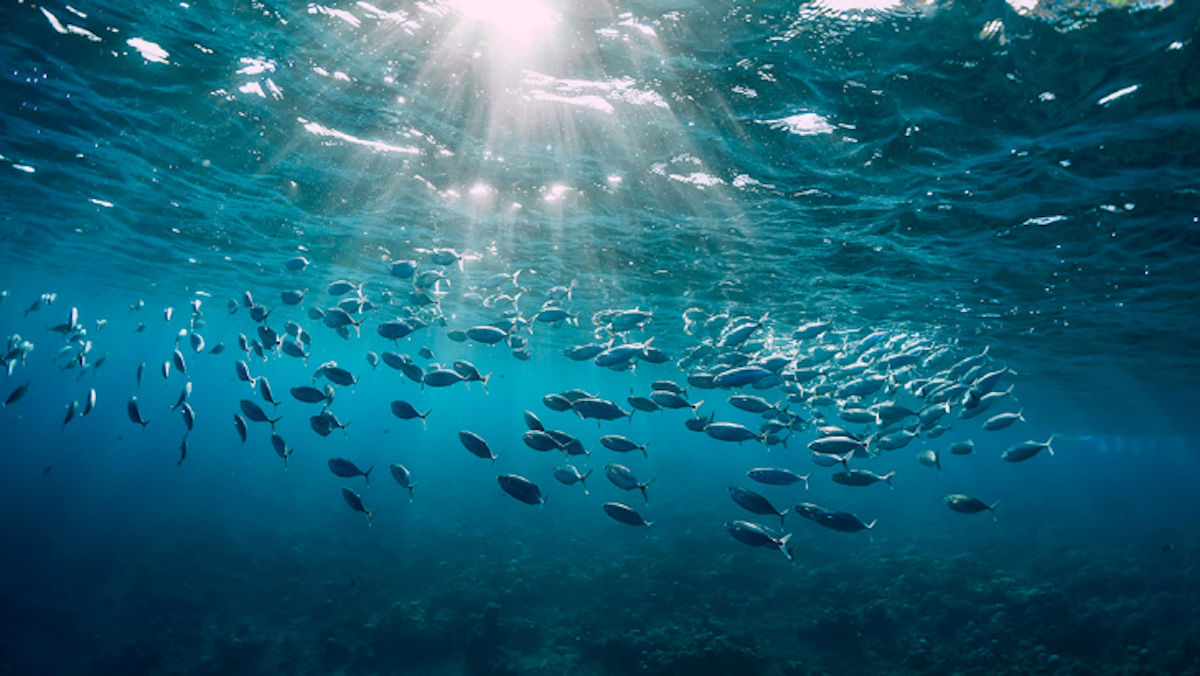 pesci nel mare