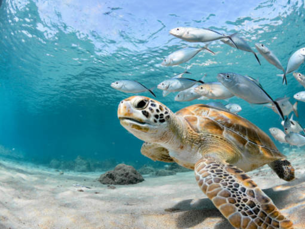 tartaruga nel fondo del mare