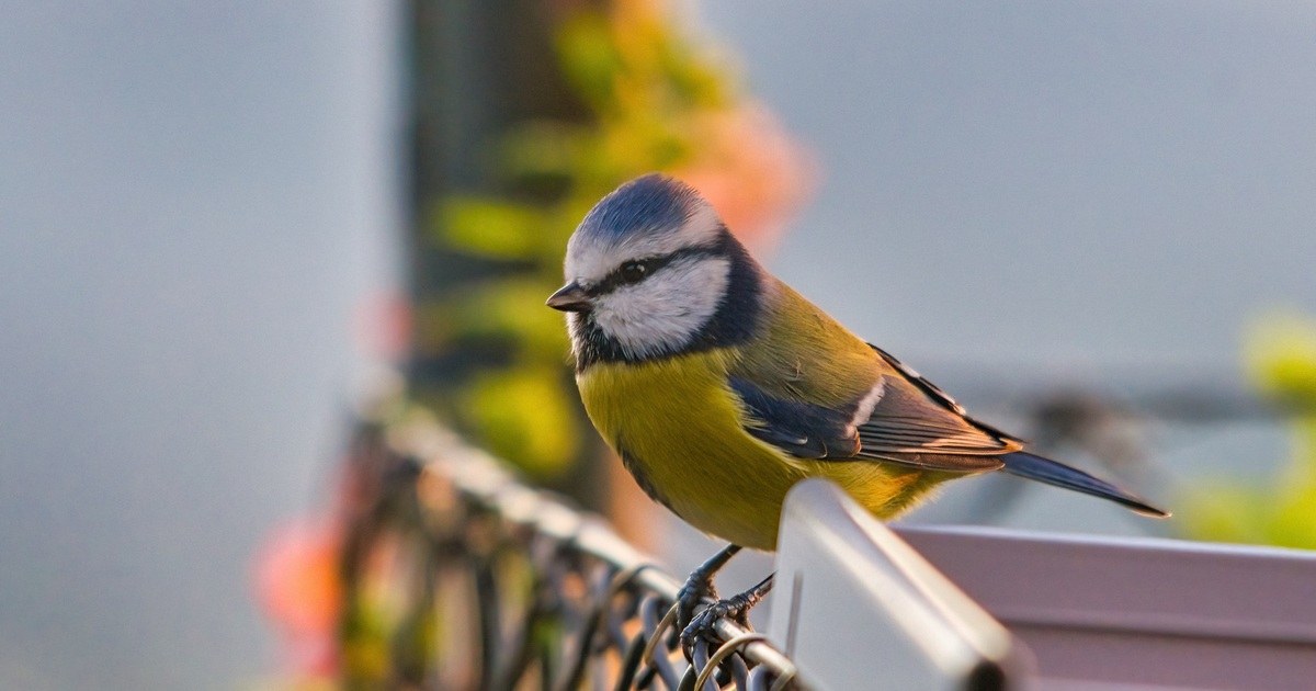 Cinciarella posata su una ringhiera metallica, con piumaggio giallo sul petto e blu su testa e ali, illuminata da luce calda con sfondo urbano sfocato
