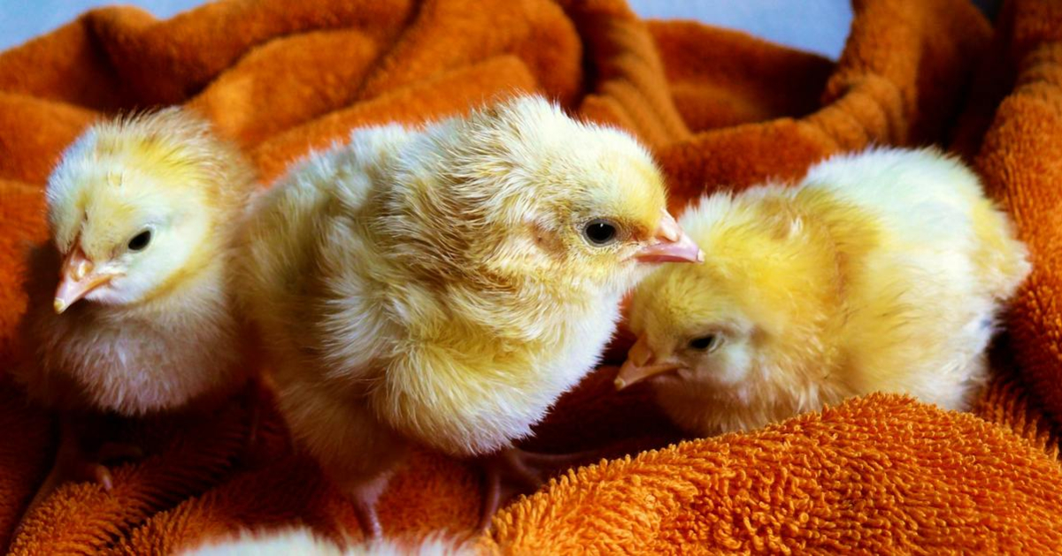 tre pulcini su asciugamano arancione