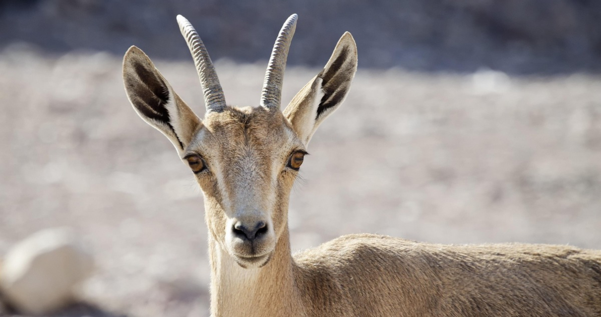 Primo piano di un ungulato. Ha corna sottili e ricurve all’indietro, grandi orecchie e un mantello color sabbia. Sullo sfondo si intravede un paesaggio roccioso e arido, sfocato 