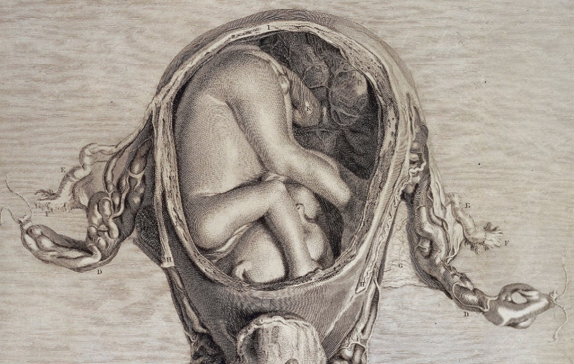 Anatomia uteri humani gravidi