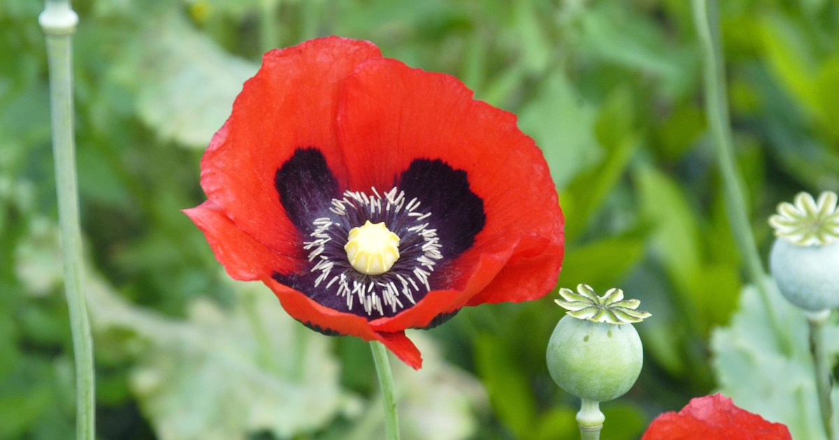Papaver somniferum