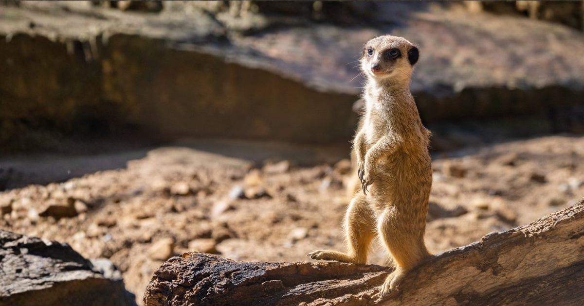 Un suricato è in piedi sulle zampe posteriori sopra un tronco, con il corpo eretto e lo sguardo rivolto in avanti, come in posizione di osservazione. Intorno si vede un ambiente arido e roccioso illuminato dal sole, con lo sfondo sfocato.