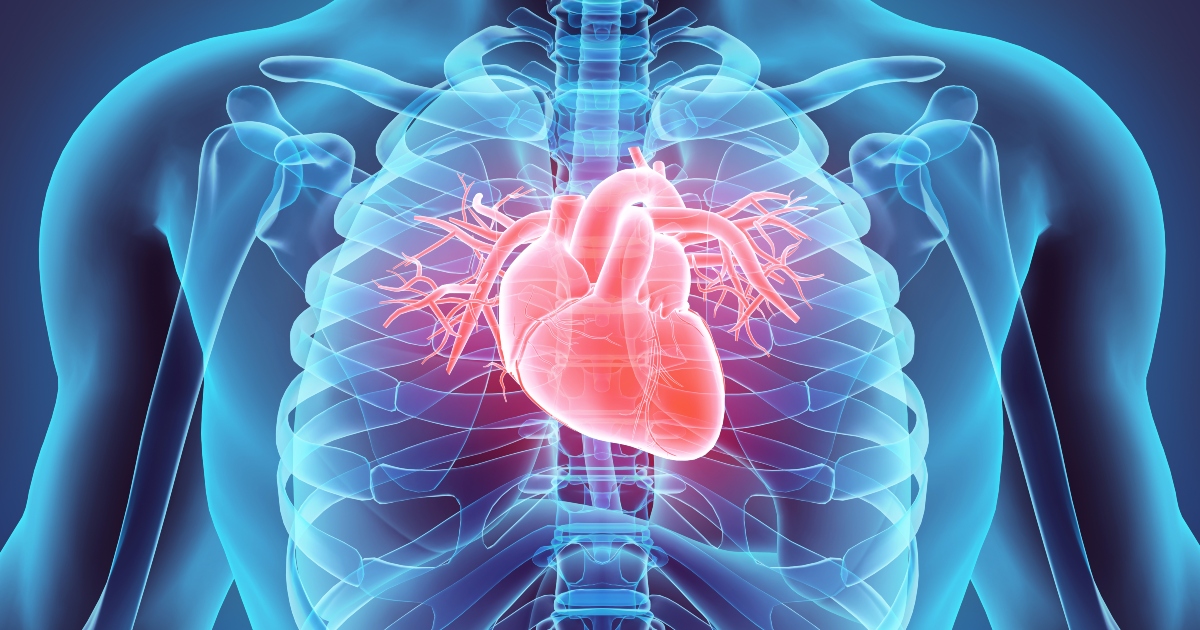 cuore-anatomia