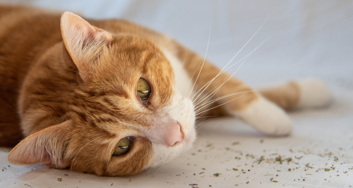 Primo piano di un gatto arancione e bianco sdraiato su un lenzuolo chiaro. Ha la testa appoggiata di lato, gli occhi semichiusi e un’espressione rilassata. Davanti al muso sono sparsi piccoli frammenti di erba gatta essiccata, mentre lo sfondo è sfocato e mette in risalto il volto e i lunghi baffi dell’animale.