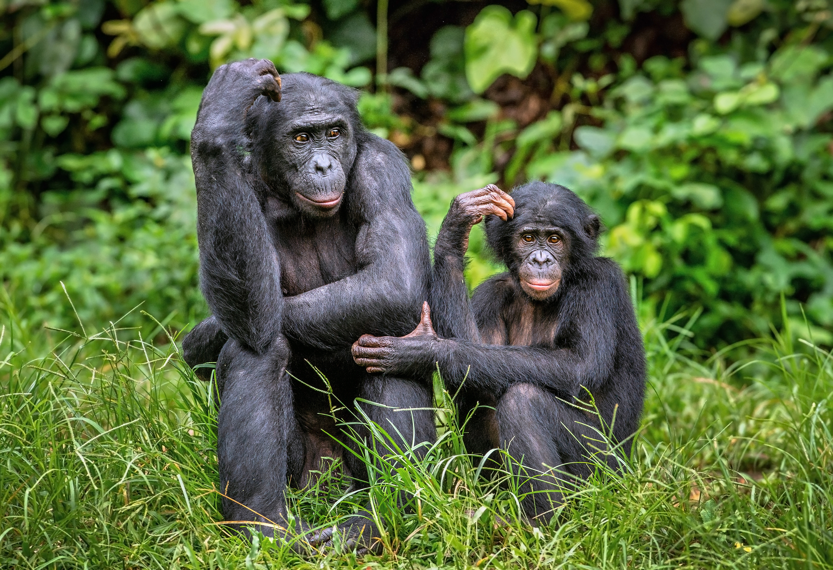 bonobo