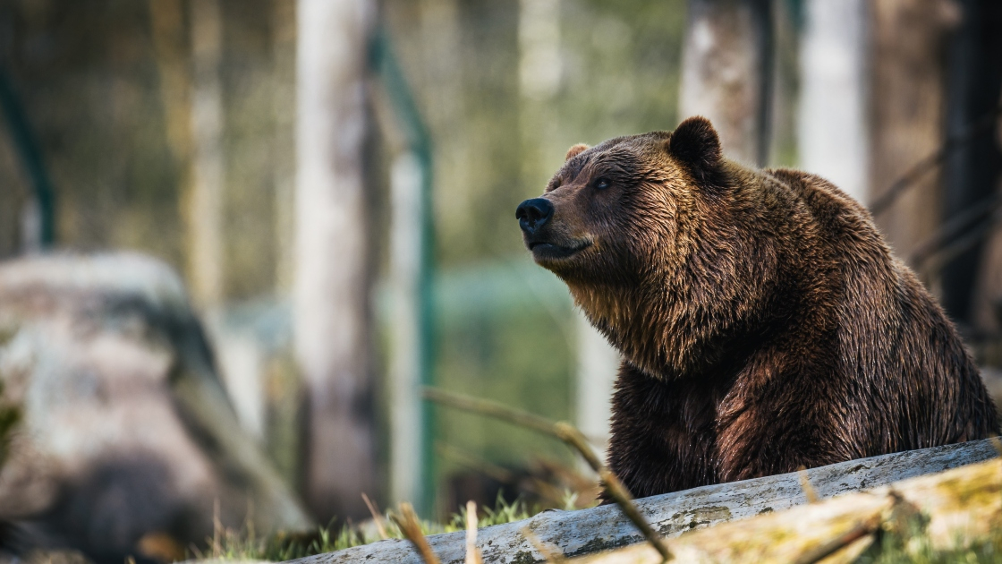 Convivere con l'orso nelle Alpi: conoscenza e prevenzione